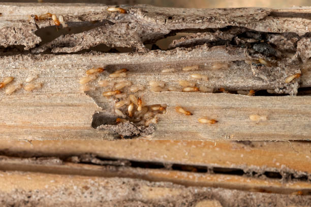 Best Termite Control Services  in Iva, SC